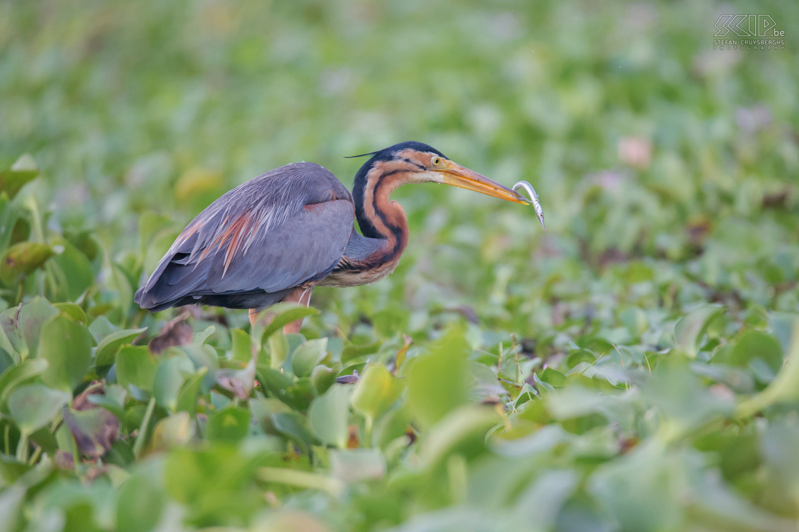 Kumarakom - Purple heron The Kumarakom Bird Sanctuary is near the Vembanad Lake,  the largest freshwater lake in the state of Kerala. It is the a part of the famous backwaters of Kerala and many species of migratory birds visit this place. We spotted a purple heron (Ardea purpurea) while catching a fish.<br />
 Stefan Cruysberghs
